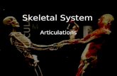 Skeletal System Articulations. Articulation (joint): a point of contact between bones. Some allow movement, others are immovable (sutures). Most joints.