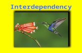 Interdependency. When elements within an ecosystem depend on each other to survive Interdependency.
