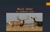 Mule Deer by Cameron Lynn. Description: Soft brown, tan or reddish fur Black forehead with white tail and black tip Ears are six inches off their head.