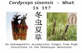 Cordyceps sinensis – What is it? An entomopathic ascomycetes fungus from high elevations in the Himalayas mountains.