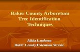 Baker County Arboretum Tree Identification Techniques Alicia Lamborn Baker County Extension Service.