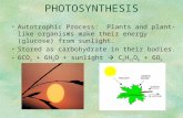 PHOTOSYNTHESIS Autotrophic Process: Plants and plant-like organisms make their energy (glucose) from sunlight. Stored as carbohydrate in their bodies.