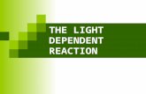 THE LIGHT DEPENDENT REACTION. OXIDATION AND REDUCTION Oxidation Is a Loss of electrons (OIL) Reduction Is a Gain of electrons (RIG) © 2010 Paul Billiet.