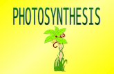 I. Photosynthesis in nature A. Autotrophs = “producers”, organisms that make their own food. Making organic molecules from inorganic raw materials obtained.