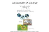 Essentials of Biology Sylvia S. Mader Chapter 6 Lecture Outline Prepared by: Dr. Stephen Ebbs Southern Illinois University Carbondale Copyright © The McGraw-Hill.