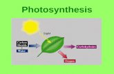 Photosynthesis Light Absorption Sun gives off visible light (ROYGBIV) Unabsorbed light reflects to our eyes –Most green light not absorbed by leaves.