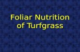 Foliar Nutrition of Turfgrass. Traditionally Golf course superintendents have used soil testing as a guide to balancing the basic nutrients on the soil.