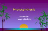 Photosynthesis Schreiber Honors Biology. Who does it?? Photoautotrophs Plants Algae Protists Bacteria **In Plants Primarily Leaves Mesophyll/ Parenchyma.
