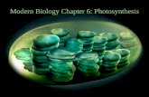 Modern Biology Chapter 6: Photosynthesis. Plant cell.