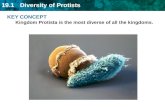 19.1 Diversity of Protists KEY CONCEPT Kingdom Protista is the most diverse of all the kingdoms.