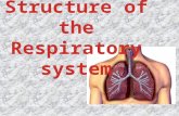 Respiratory System: Intakes oxygen Releases carbon dioxide waste Circulatory system: Transports gases in blood between lungs and cells Respiratory System: