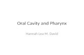 Oral Cavity and Pharynx Hannah Lea M. David. Anatomy of the Lips and Oral Cavity.