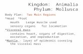 Kingdom: Animalia Phylum: Mollusca Body Plan: Two Main Regions *Head*Foot mouthLarge muscle used sensory organsfor locomotion *Visceral mass contains heart,