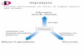 Glycolysis Glucose utilization in cells of higher plants and animals.