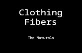 Clothing Fibers The Naturals. Cotton Source of Cotton The cotton plant –Fibers are formed in the seed pods as the plant ripens.