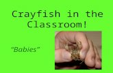 Crayfish in the Classroom! “Babies”. Momma Crayfish’s Story Poor Momma Crayfish! What a weekend she’s had. Lately the temperatures have been warming up,
