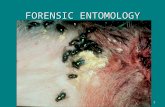 1 FORENSIC ENTOMOLOGY. 2Entomology Entomology is the study of insects. Insects arrive at a decomposing body in a particular order and then complete their.