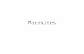Parasites. Why is this important to us? Parasites in the U.S. – Toxocariasis now a common parasitic infection among inner city children – Cysticercosis,
