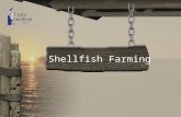 Shellfish Farming. Shellfish Farming “Our History”