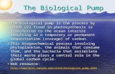 The Biological Pump The biological pump is the process by which CO2 fixed in photosynthesis is transferred to the ocean interior resulting in a temporary.