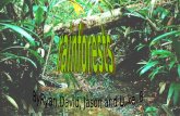 By Ryan,David and Jason Rainforest Facts The rainforest is full of beautiful and exotic animals. The Amazon rainforest is the biggest in the world. 50%