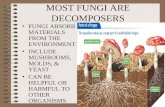 MOST FUNGI ARE DECOMPOSERS FUNGI ABSORB MATERIALS FROM THE ENVIRONMENT INCLUDE MUSHROOMS, MOLDS, & YEAST CAN BE HELPFUL OR HARMFUL TO OTHER ORGANISMS.
