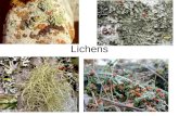 Lichens. Lichen An association of a fungus and a photosynthetic symbiont resulting in a stable vegetative body having a specific structure Unique entity.