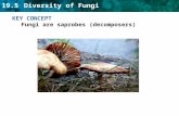 19.5 Diversity of Fungi KEY CONCEPT Fungi are saprobes (decomposers)