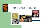 KINGDOM FUNGI CHARACTERISTICS of FUNGI The Kingdom Fungi includes eukaryotic, sessile heterotrophs that include a wide variety of organisms from unicellular.