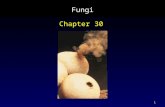 1 Fungi Chapter 30. 2 Outline Shared Characteristics The Body of a Fungus How Fungi Reproduce How Fungi Obtain Nutrients Ecology of Fungi Five Major Groups.