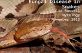 Fungal Disease in Snakes Julia Russell Mycology November 2013 .