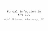 Fungal Infection in the ICU Adel Mohamad Alansary, MD.
