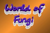 Introduction to the Fungi Some things you should know……