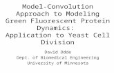 Model-Convolution Approach to Modeling Green Fluorescent Protein Dynamics: Application to Yeast Cell Division David Odde Dept. of Biomedical Engineering.