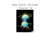 How Cells Divide Chapter 10. 2 Bacterial Cell Division Bacteria divide by binary fission –No sexual life cycle –Reproduction is clonal Single, circular.