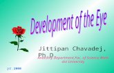 Jittipan Chavadej, Ph.D. Anatomy Department,Fac. of Science Mahidol University yr. 2000.