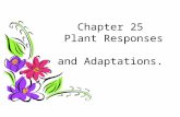 Chapter 25 Plant Responses and Adaptations.. Set Up Foldable Fold Long and Skinny (hotdog) Fold short and fat 2 times (hamburger) Open so looks like below,