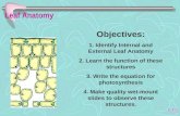 Leaf Anatomy Objectives: 1. Identify Internal and External Leaf Anatomy 2. Learn the function of these structures 3. Write the equation for photosynthesis.