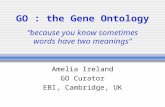 GO : the Gene Ontology “because you know sometimes words have two meanings” Amelia Ireland GO Curator EBI, Cambridge, UK.