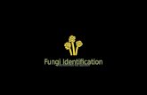 Fungi Identification a dichotomous key approach. budding cells few or no hyphae hyphae seen Microscopic appearance of colonies: