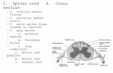 I. Spinal cord A. Cross section 1. anterior median fissure 2. posterior median sulcus 3. white matter-three columns or funiculi 4. gray matter a. Anterior.
