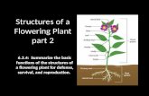 Structures of a Flowering Plant part 2 6.2.4: Summarize the basic functions of the structures of a flowering plant for defense, survival, and reproduction.