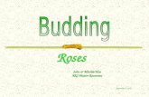 Roses John & Mitchie Moe ARS Master Rosarians November 7, 2011.