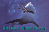 Animal Nutrition Chapter 41. Animals are Heterotrophs A nutritionally balanced diet must satisfy 3 main needs: Fuel or chemical energy Organic raw materials.