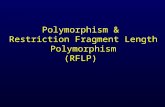 Polymorphism & Restriction Fragment Length Polymorphism (RFLP)