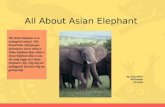 All About Asian Elephant By: Zoey Welter Mr.Erickson 3rd Grade The Asian Elephant is an endangered animal. This PowerPoint will give you information about.