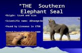 “THE” Southern Elephant Seal Origin: trunk and sizeOrigin: trunk and size Scientific name: Mirounga leoninaScientific name: Mirounga leonina Found by Linnaeus.
