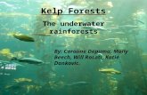 Kelp Forests The underwater rainforests By: Caroline Depuma, Molly Beech, Will Rosati, Katie Dankovic