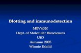 Blotting and immunodetection MBV4020 Dept. of Molecular Biosciences UiO Autumn 2005 Winnie Eskild.