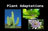 Plant Adaptations. Types of Adaptations Structural adaptations are the way something is built or made. Behavioral adaptations are the way something acts.